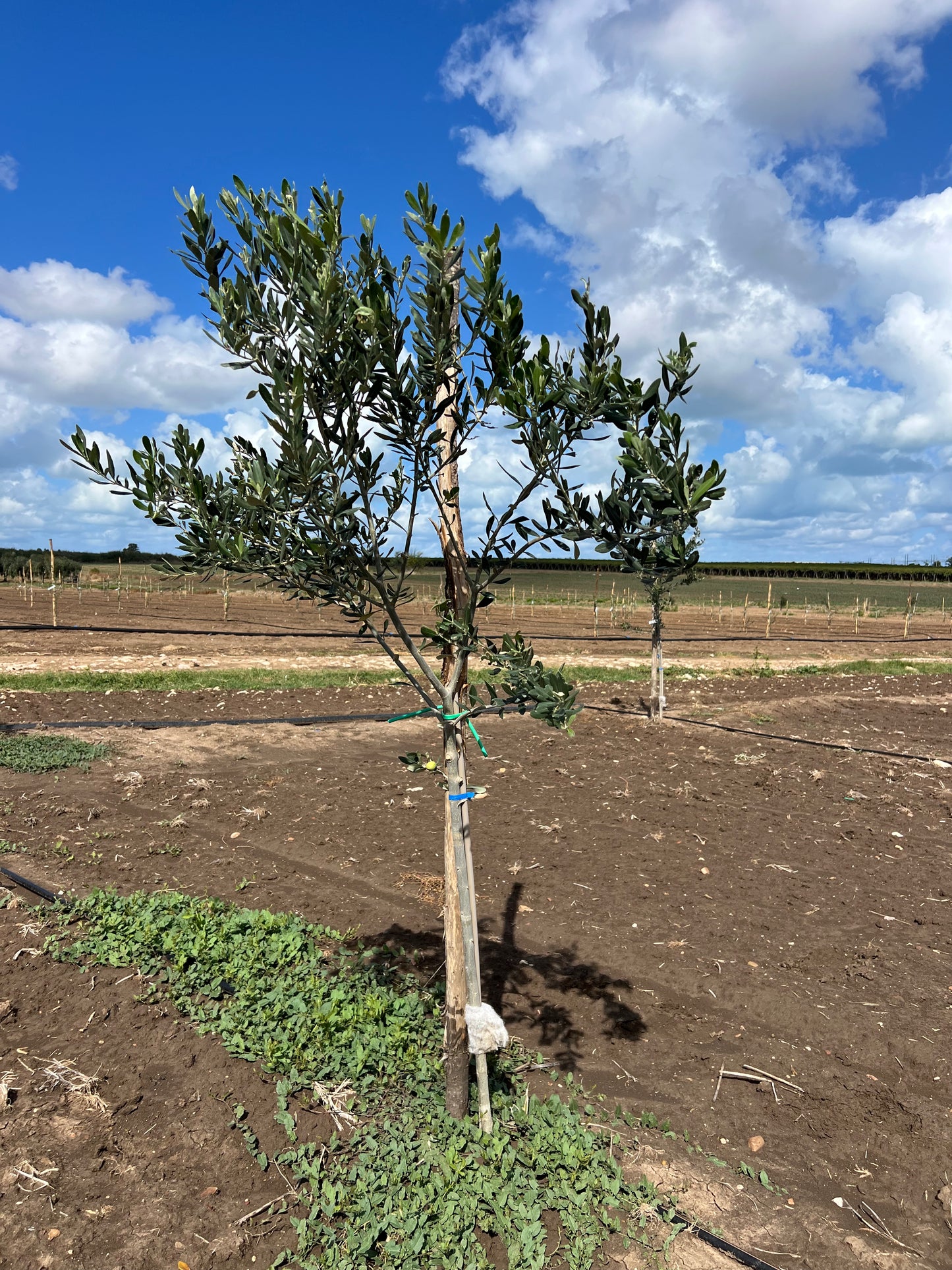 Adotta un Ulivo